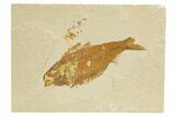 Detailed Fossil Fish (Knightia alta) - Wyoming #318583-1